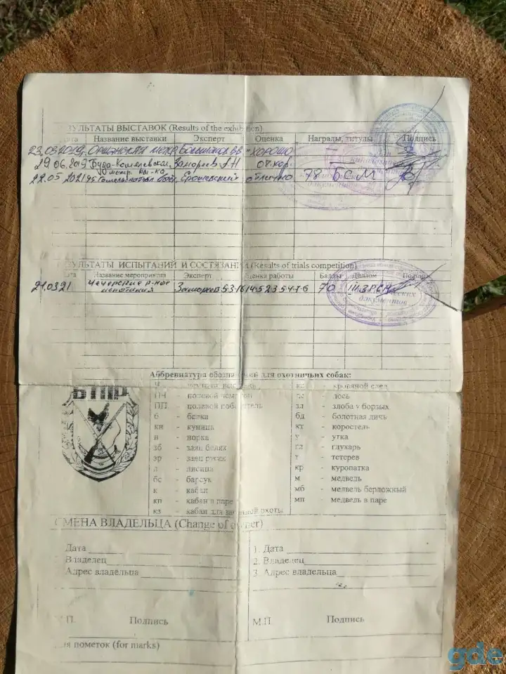 Щенки эстонской гончей, фотография 4