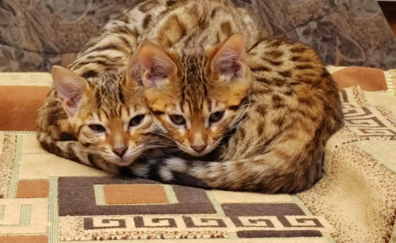Бенгальские котята, фотография 3