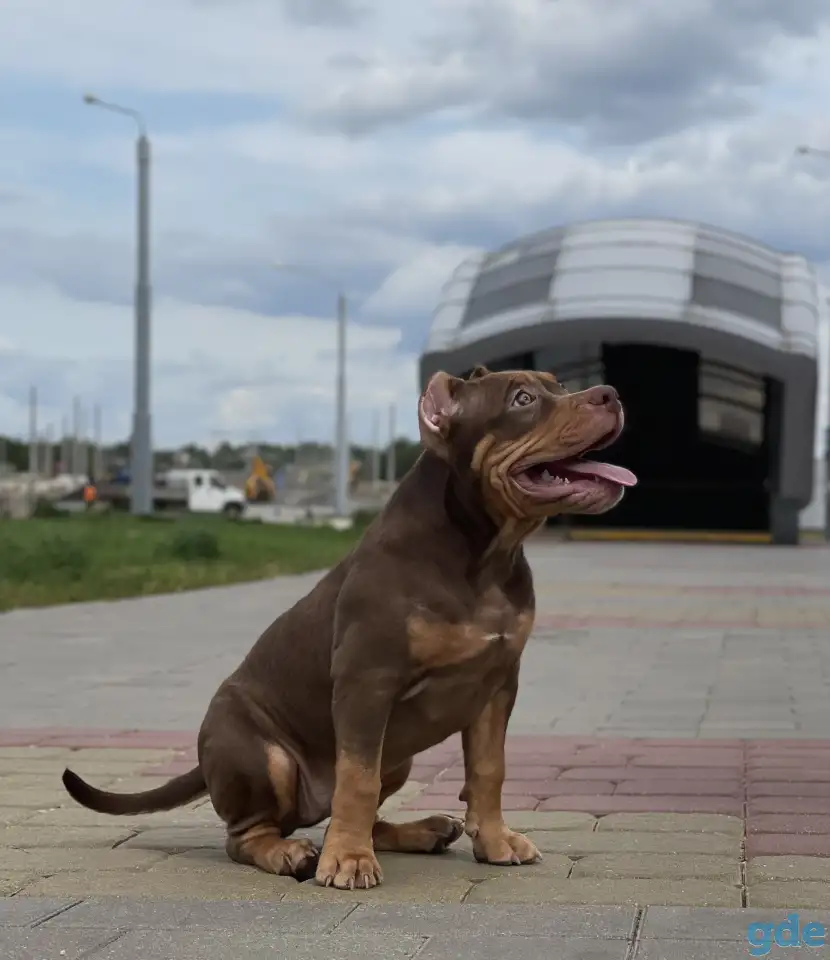 Американский булли, фотография 2