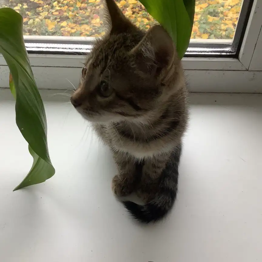 котёнок, фотография 1