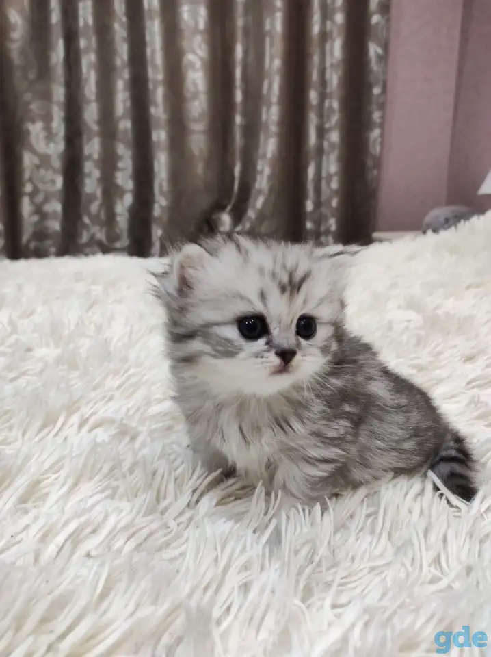Шотландские плюшевые котята, фотография 5