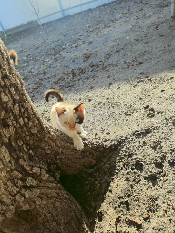 Котенок в дар, фотография 2