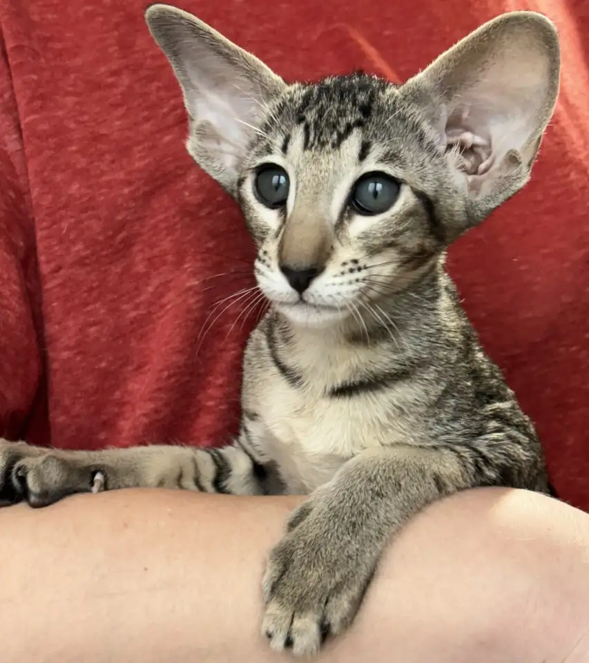 Ориентальные котята, фотография 6