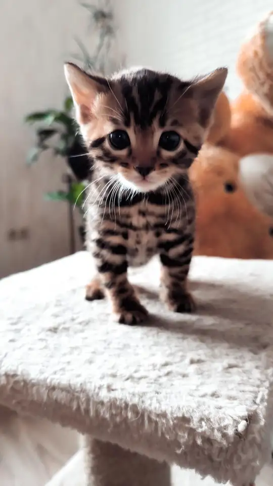 Бенгальские  котята, фотография 2