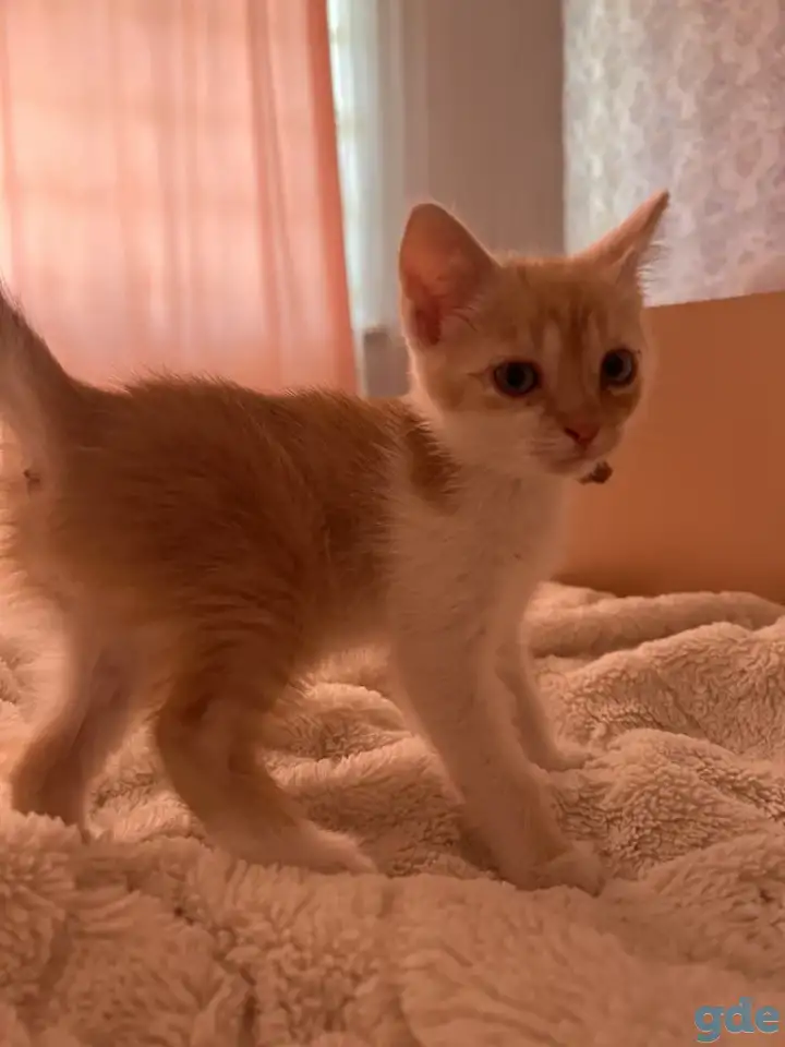 Миленький котенок ищет свой дом, фотография 1