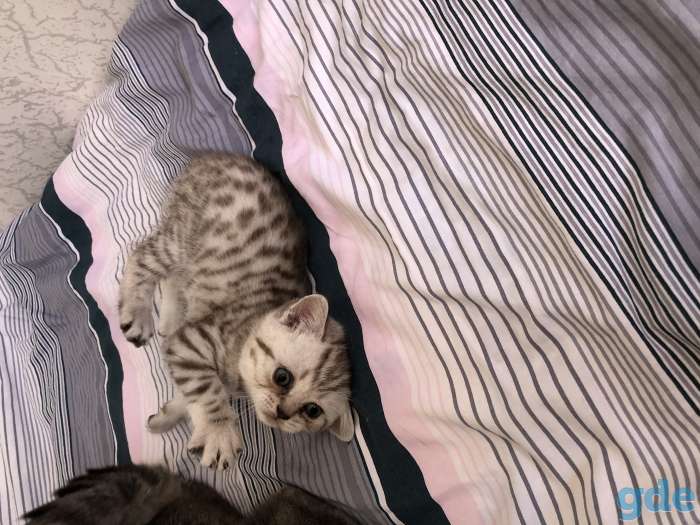 Шотландские котята, фотография 4
