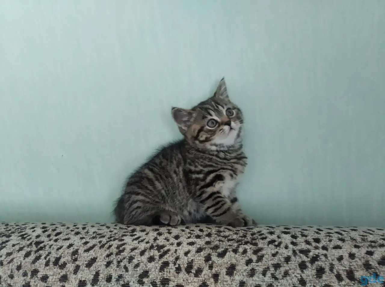 Шотландские котята, фотография 5