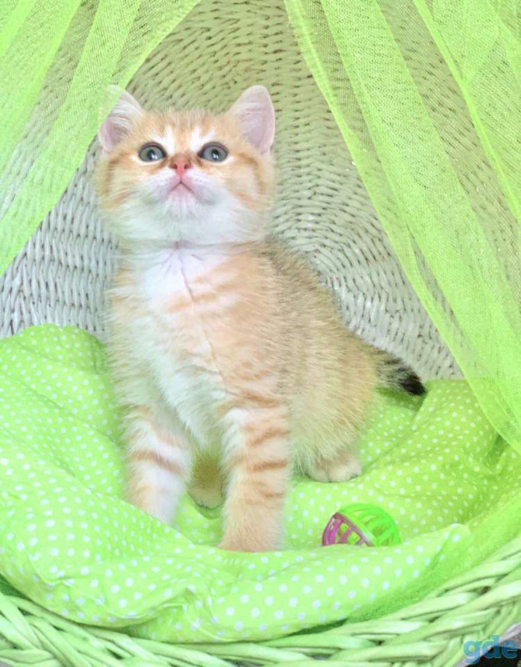 Котята шотландские ЗОЛОТАЯ ШИНШИЛЛА, фотография 2
