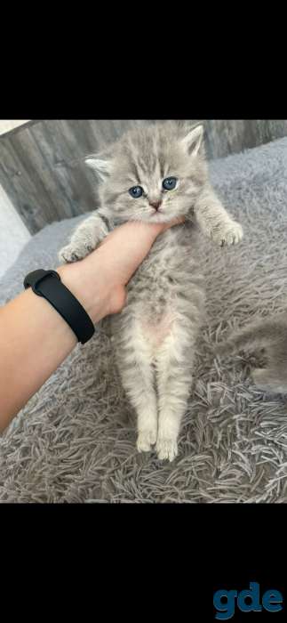 Шотландские котята, фотография 9