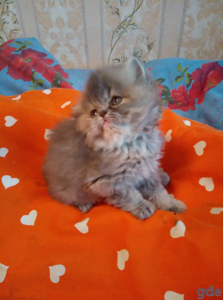 Экзотические плюшевые короткошетстные мраморные котята, фотография 6