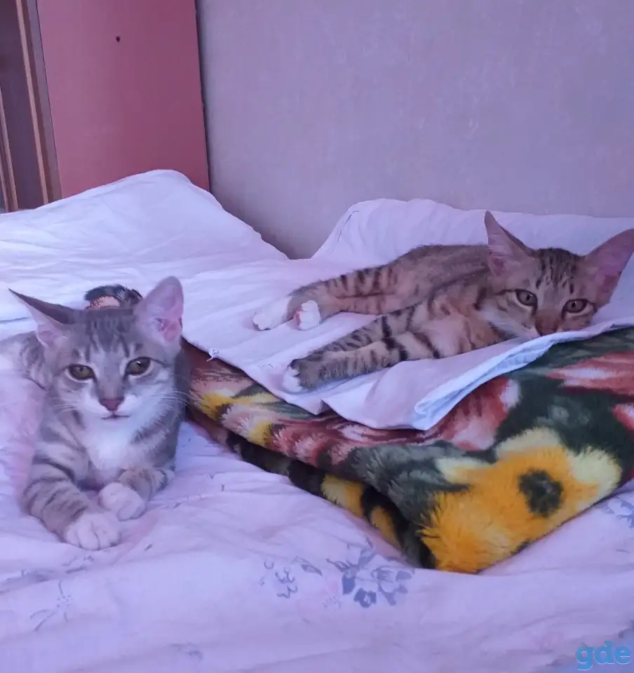 котята в дар, фотография 1