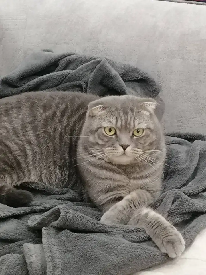 Шотландский кот, фотография 1
