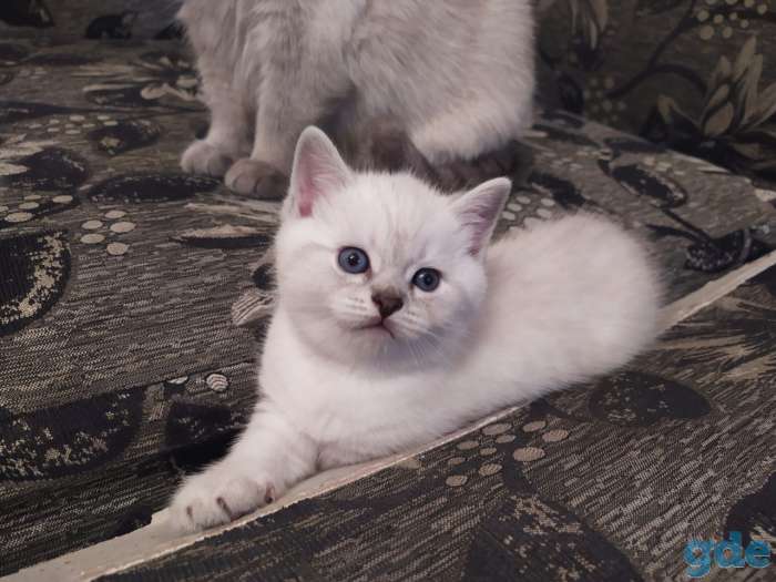 Британские котята редкого окраса, фотография 1