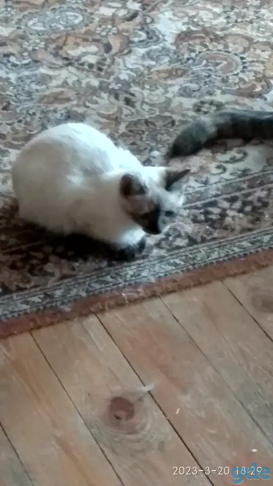 Котята в дар, фотография 2