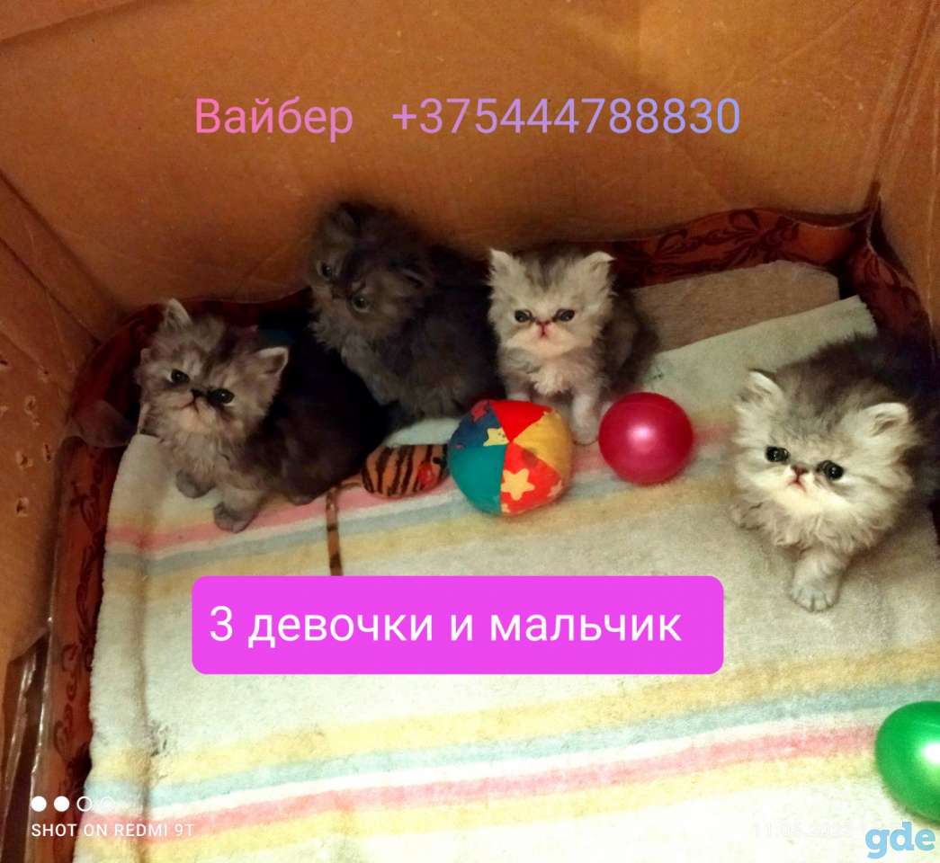 Персидские котята экстремального типа чистокровные.Персы.Котята., фотография 4