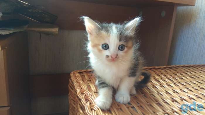 Котята в хорошие руки., фотография 4