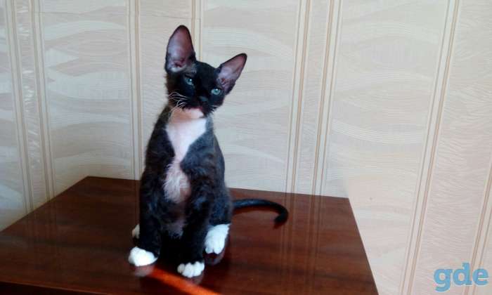 чистокровные котята донского сфинкса, фотография 1