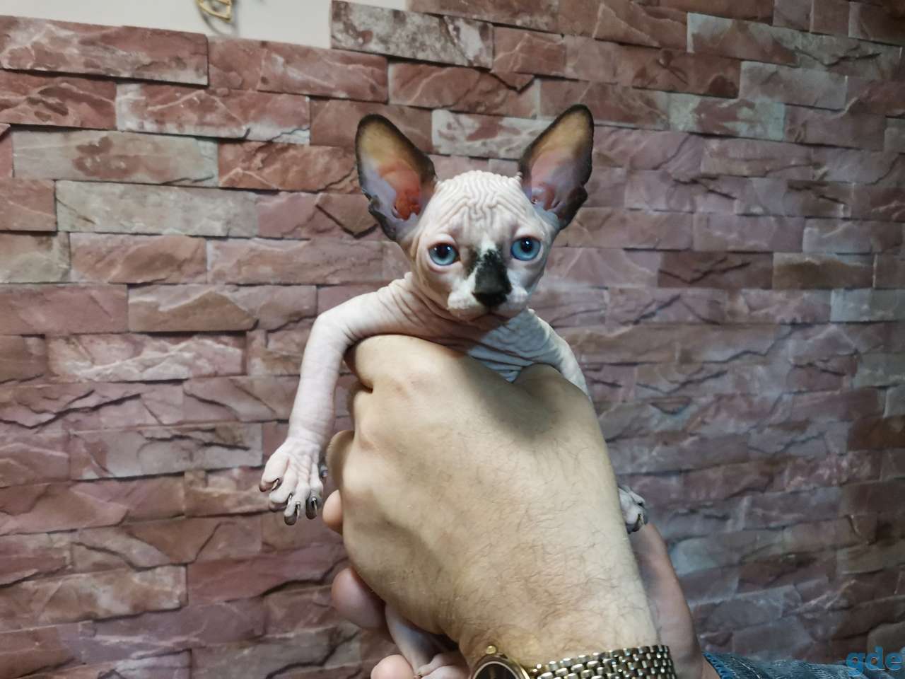 Каналский сфинкс котята, фотография 2