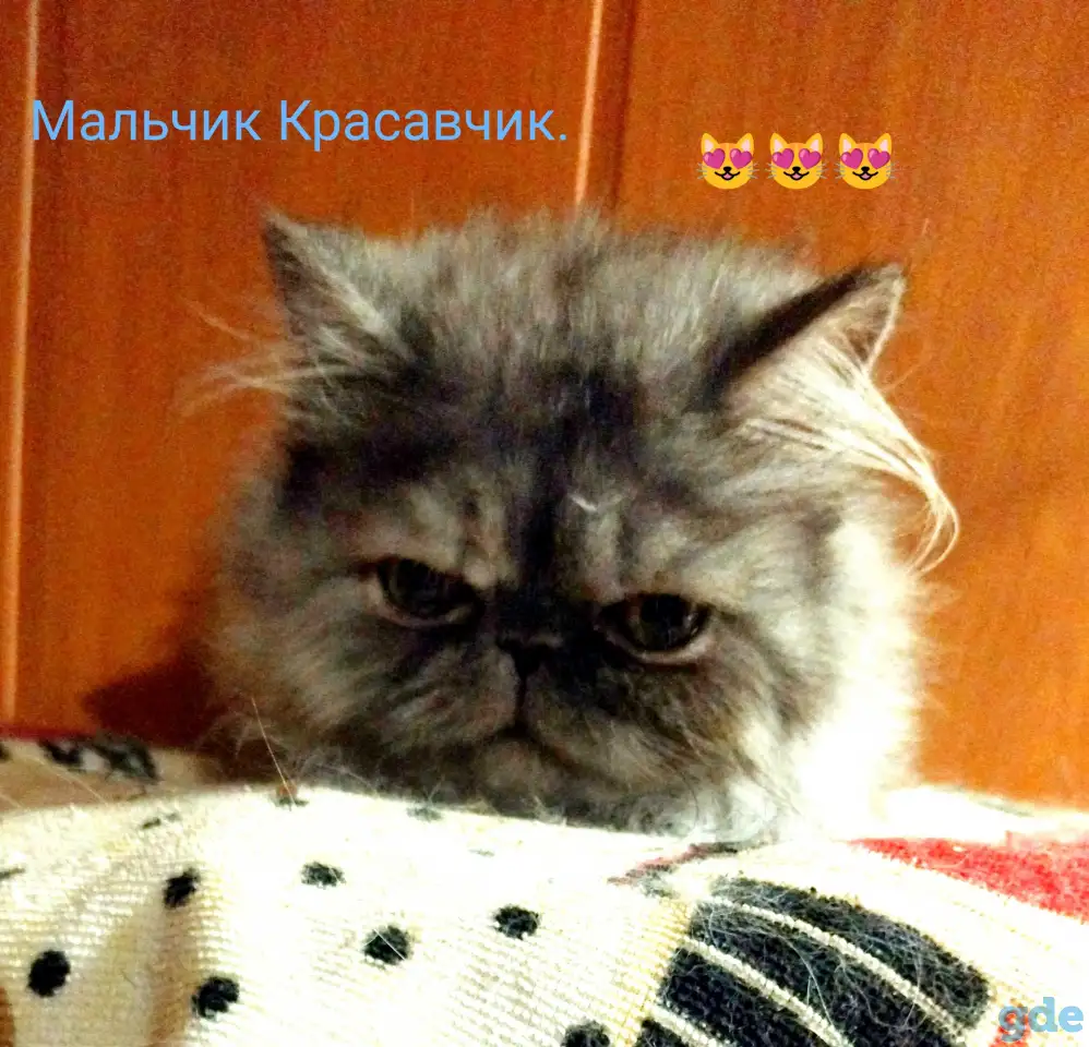 Персидский мальчик Зайчик. Персы. Котята., фотография 4