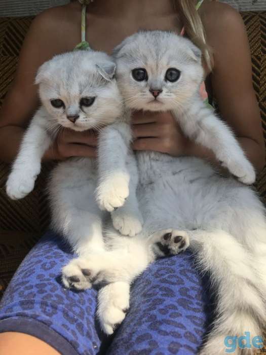 Шотландские котята, фотография 1