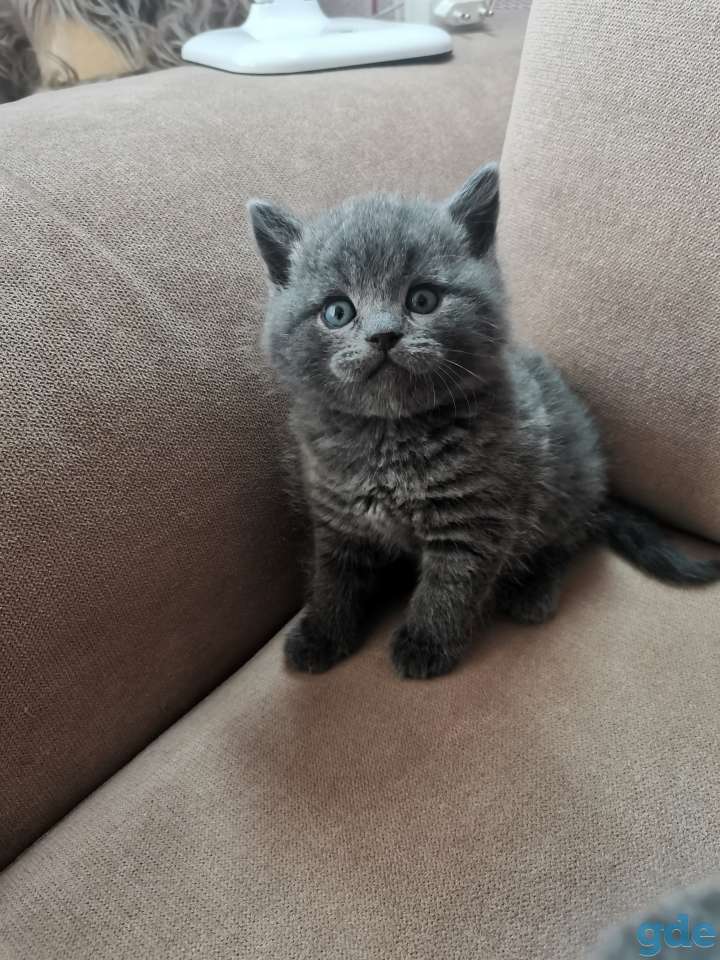 Котята, фотография 2