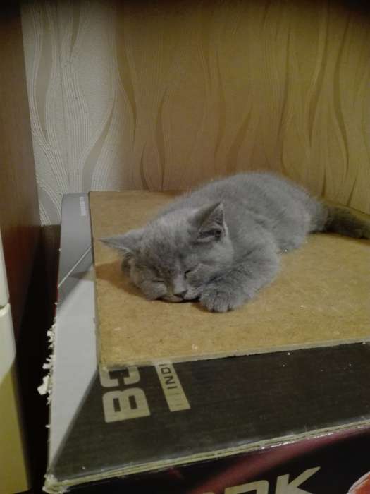 Продам британских котят, фотография 1