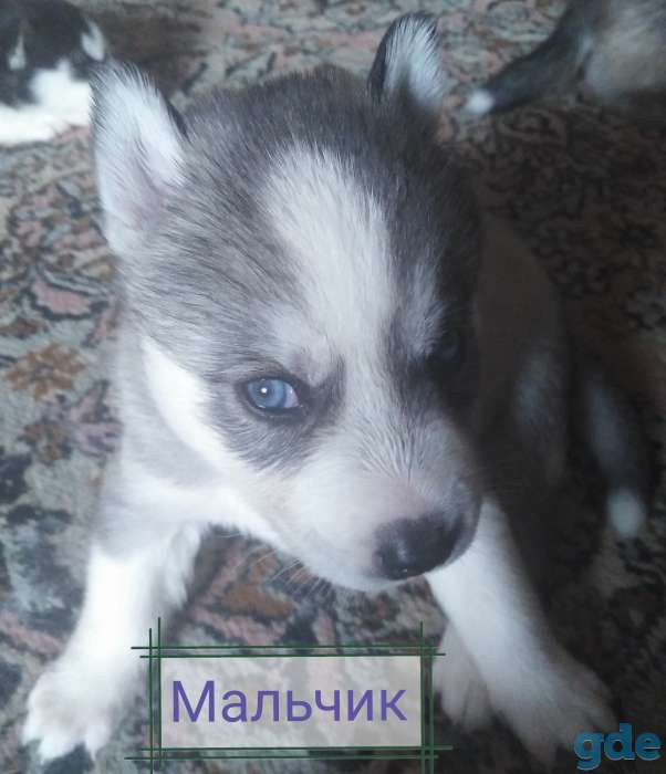 Продам щенком Сибирской хаски, фотография 1