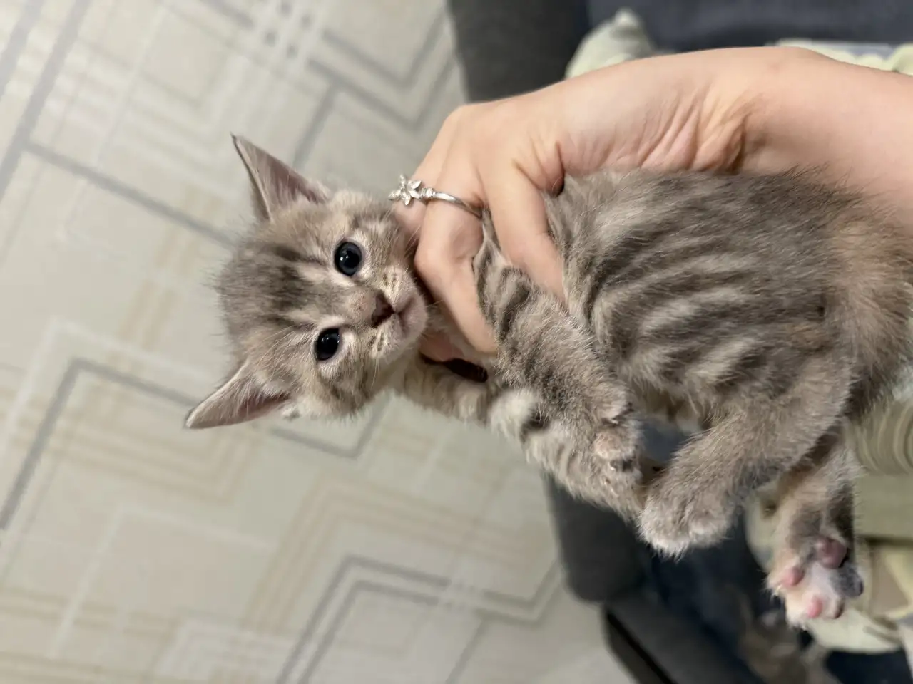 Котята в дар, фотография 1