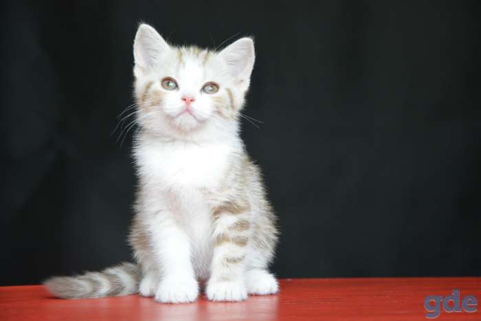 Шотландский котенок, фотография 4