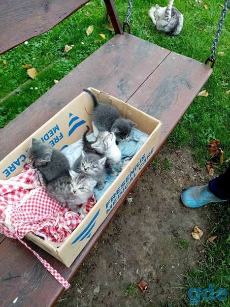 Котятам нужна передержка срочно, фотография 2