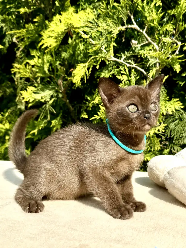 Котёнок Европейской бурмы, фотография 2