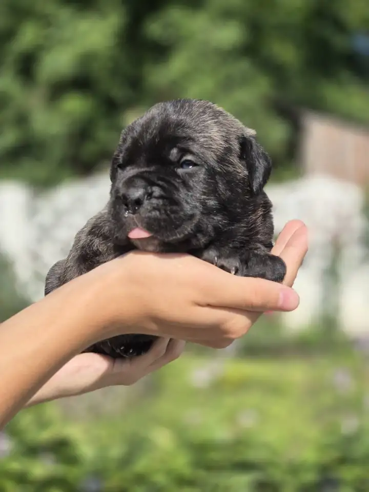 Предлагаются к продаже щенки кане корсо, фотография 8