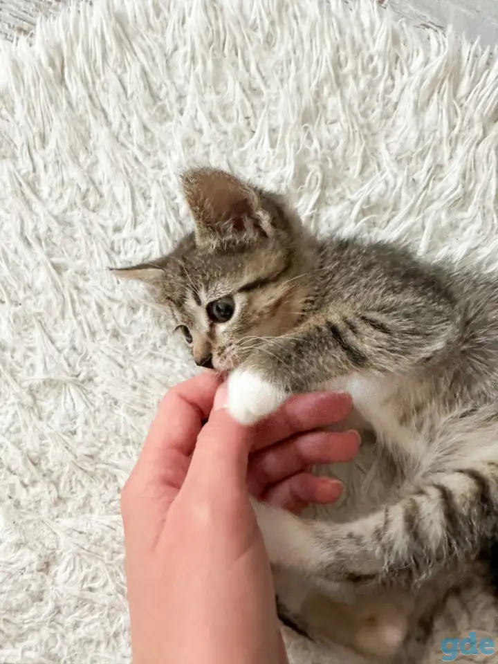 Котёнок, фотография 2