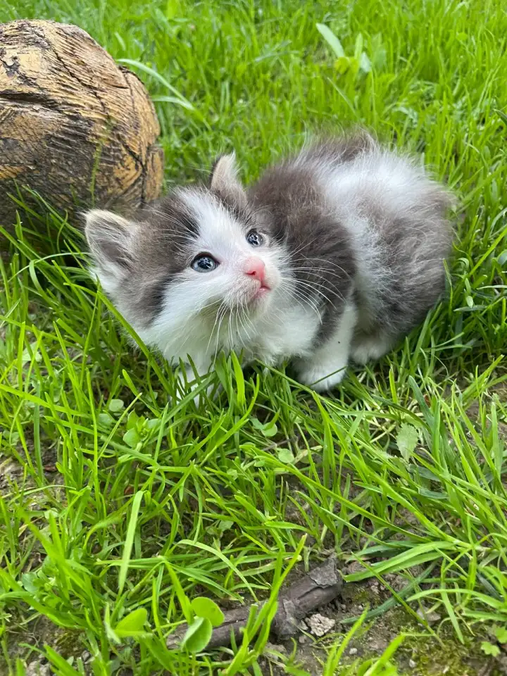 Котята в хорошие руки, фотография 4