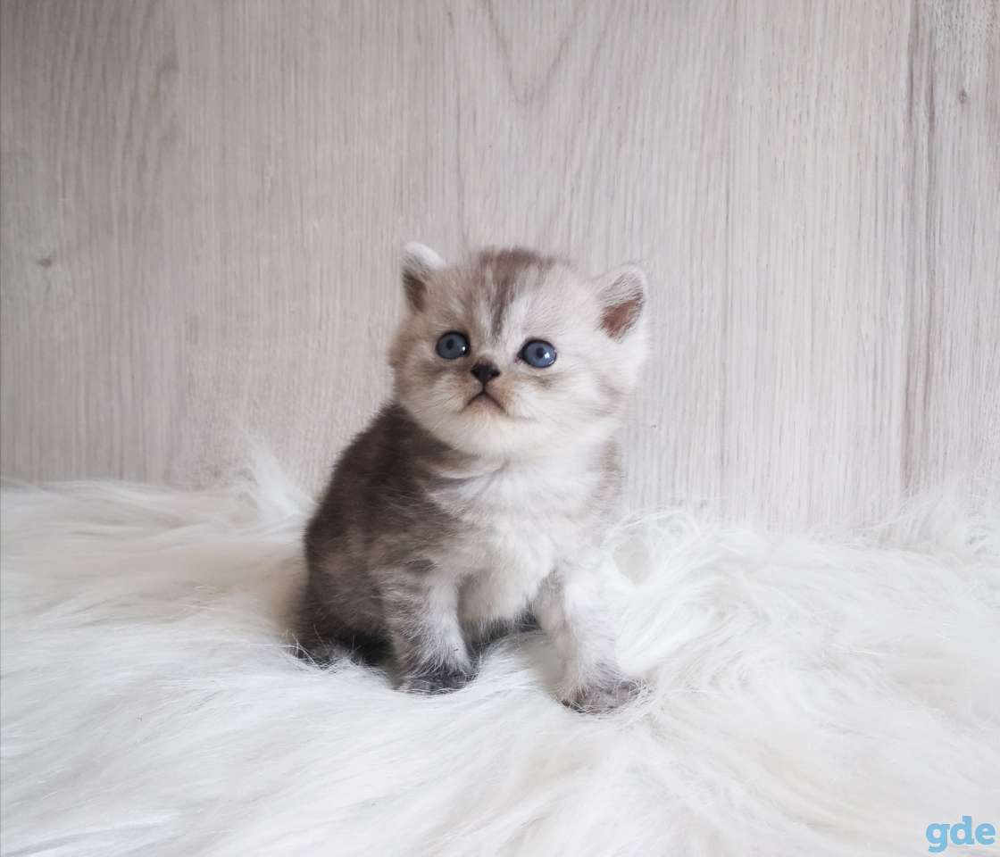 Шотландский мальчик, фотография 1
