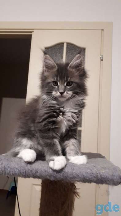 Котята мейн-кун 3 месяца, фотография 6