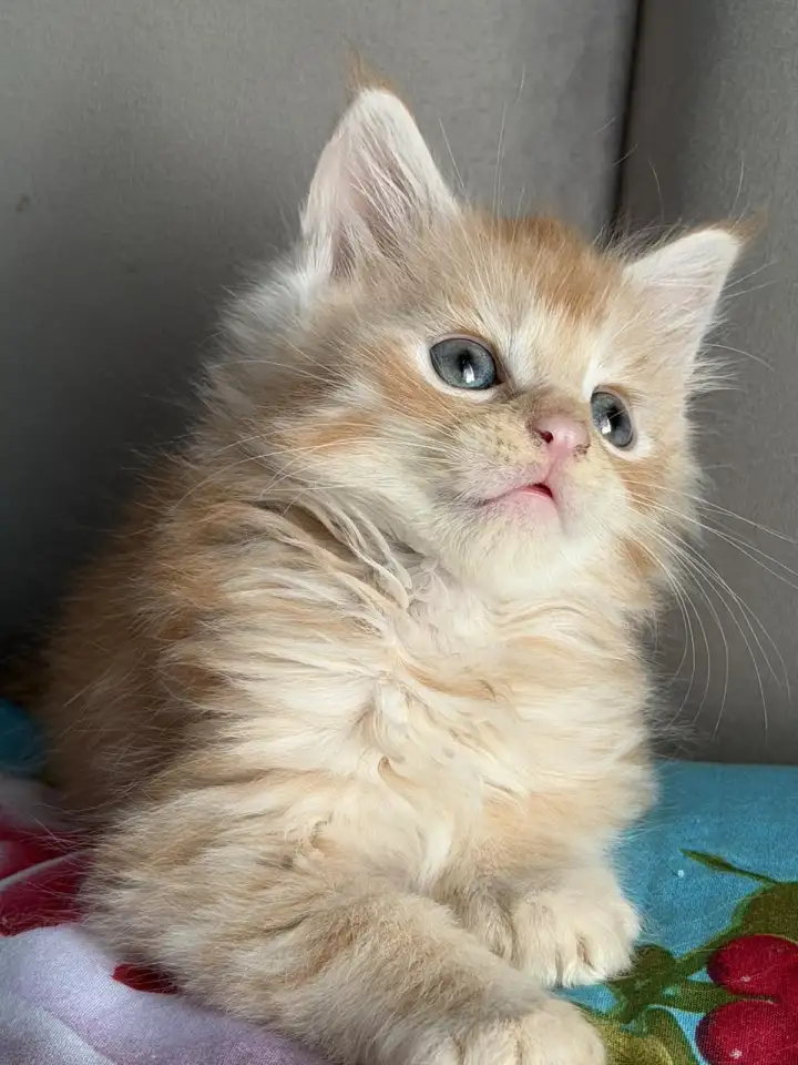 Котята Мейн-кун, фотография 7
