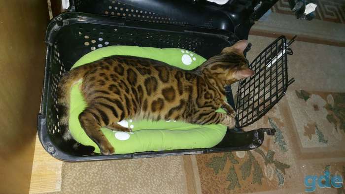 Бенгальский кот вязка, фотография 4