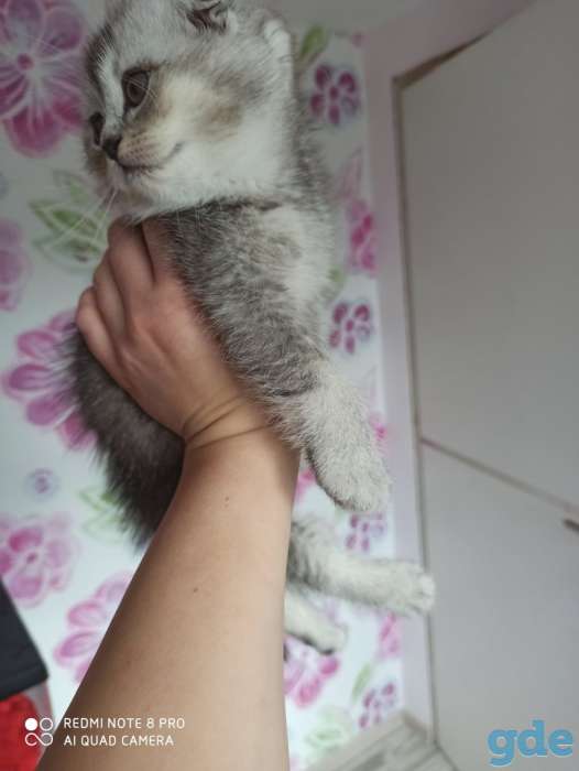 Котята, фотография 6