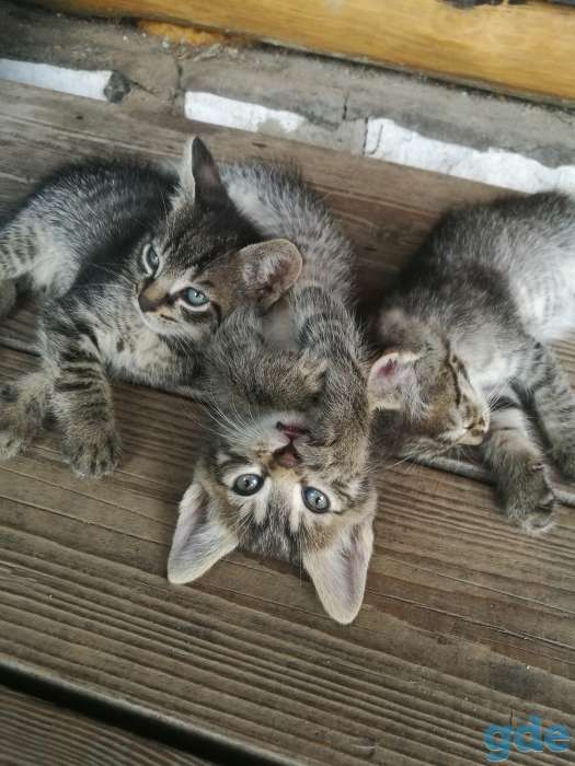 Котята. БЕСПЛАТНО., фотография 1