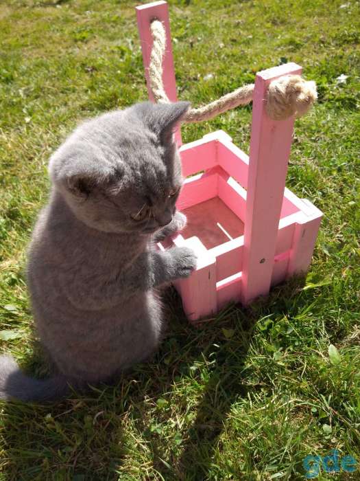 Шотландские котята, фотография 4