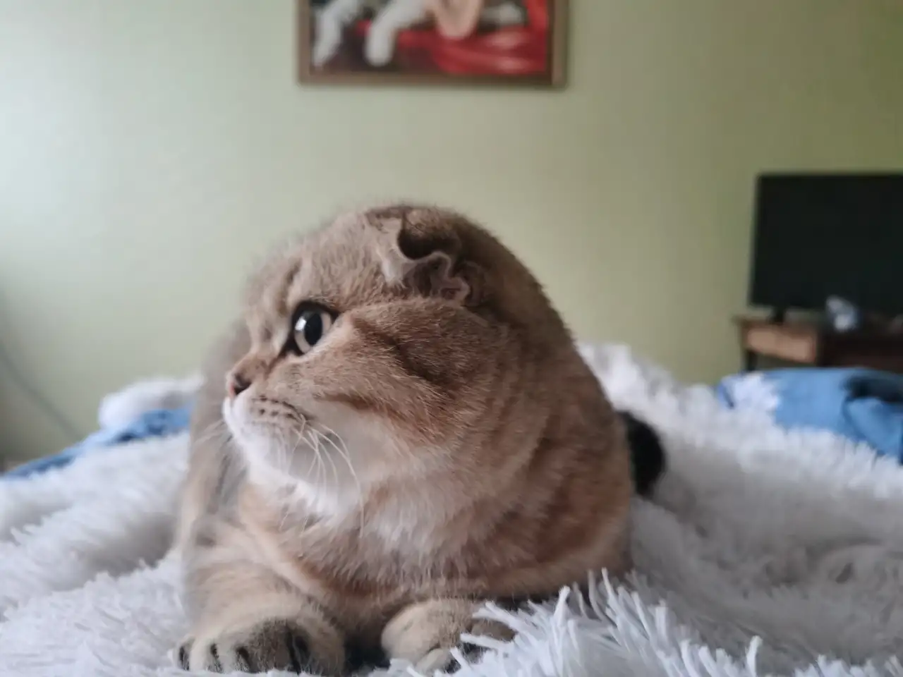 Продам котенка, фотография 2