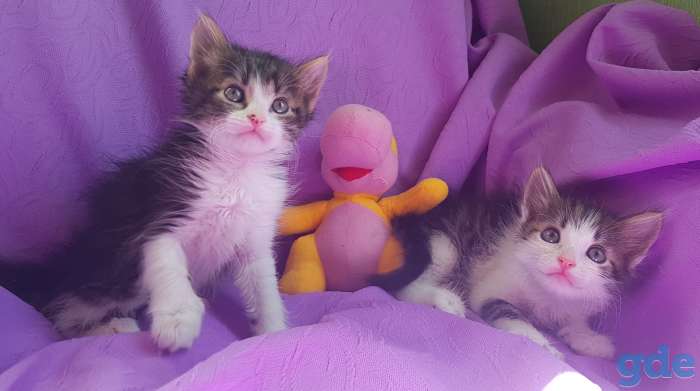 Котята бесплатно,коты., фотография 1