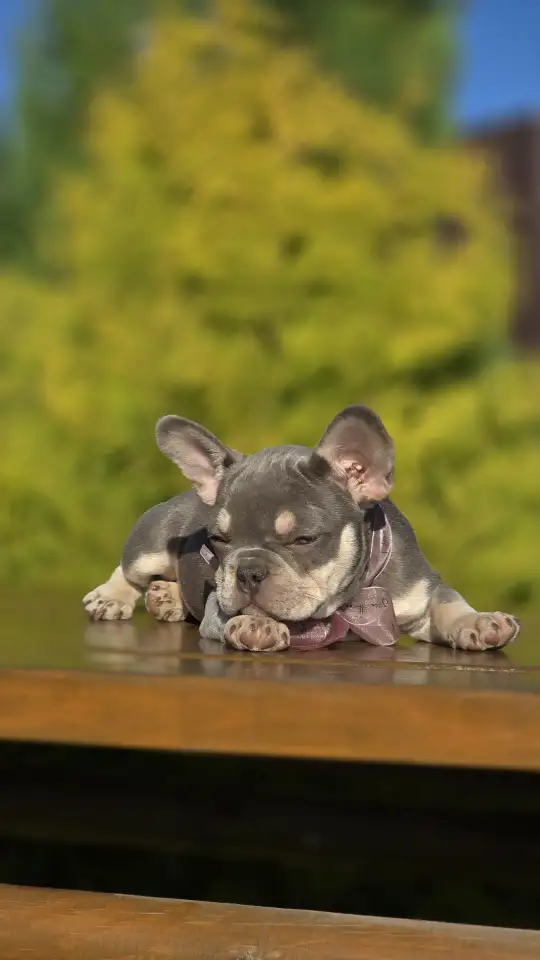 Щенки французского бульдога, фотография 4