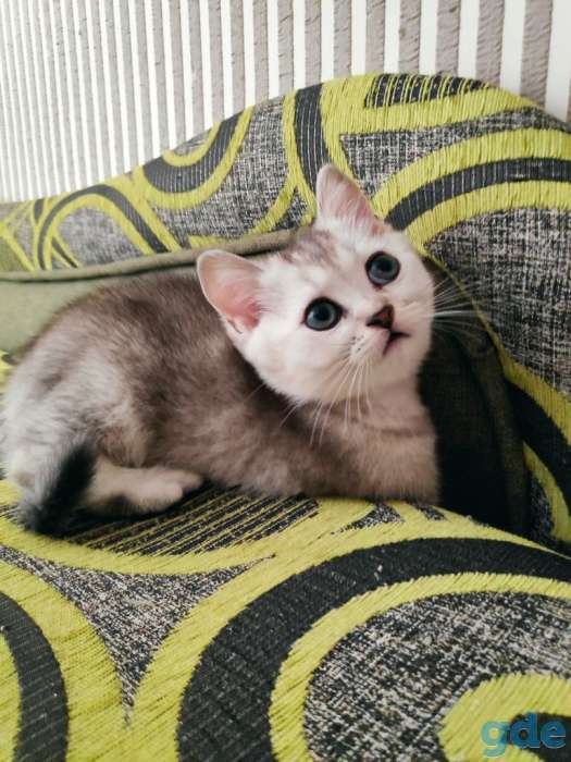Продаются шотландские котята, фотография 6