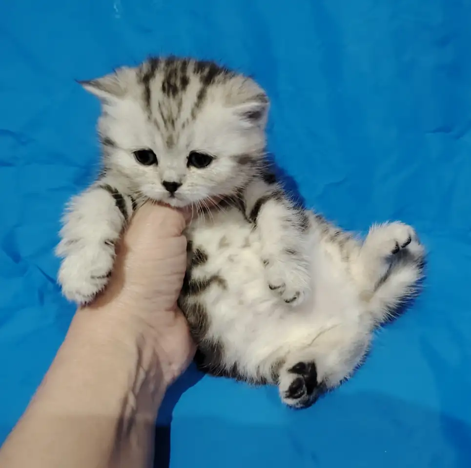 Котята кот и кошка., фотография 4