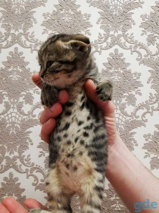 Шотландский вислоухий котенок, фотография 6