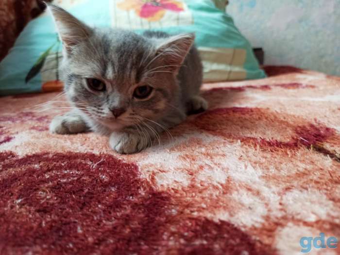 Котята шотландские, фотография 3