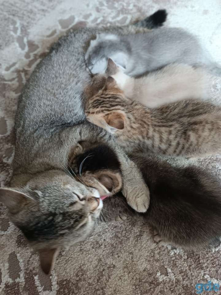 Котята шотландские, фотография 11