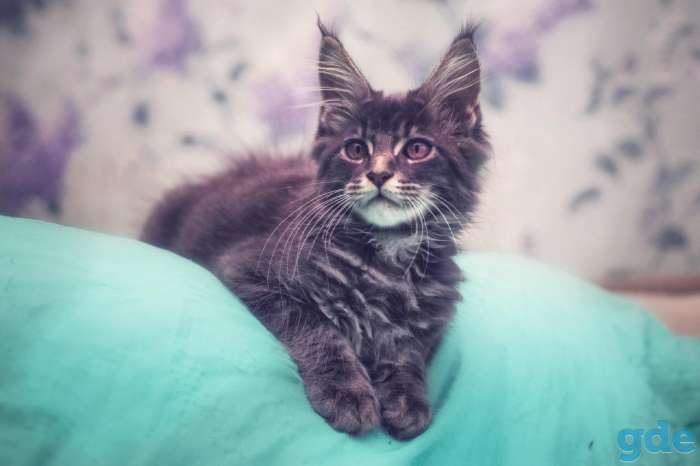 Котята, фотография 1